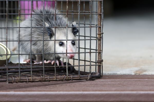 Columbus Wildlife Removal