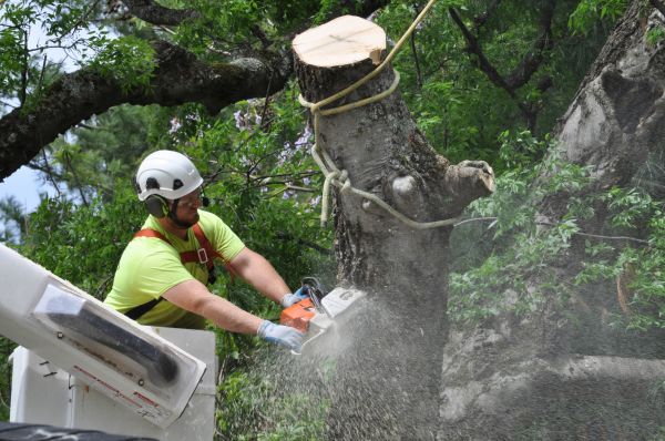 Columbus Tree Trimming